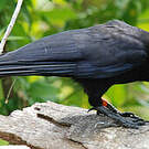 Corbeau calédonien