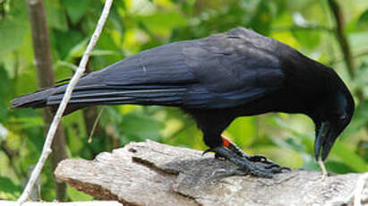 Corbeau calédonien