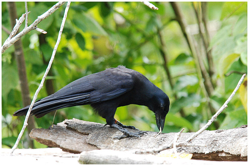 New Caledonian Crowadult