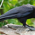 Corbeau calédonien
