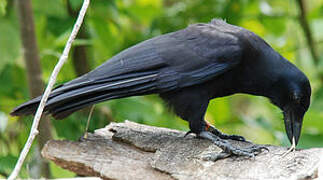 New Caledonian Crow