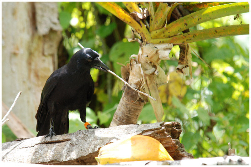 New Caledonian Crowadult