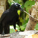 Corbeau calédonien
