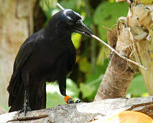 Corbeau calédonien