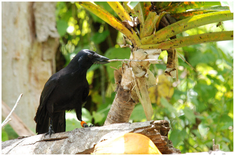 Corbeau calédonienadulte