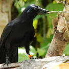 Corbeau calédonien