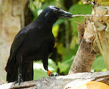 Corbeau calédonien