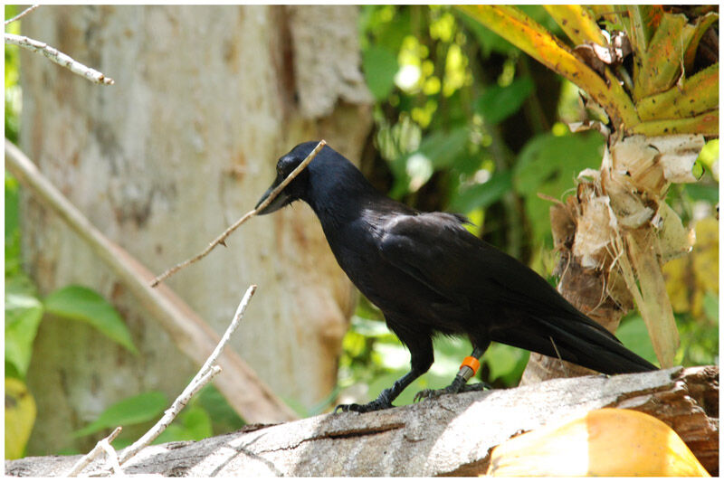 New Caledonian Crowadult