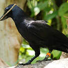 Corbeau calédonien