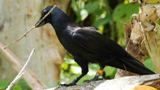 New Caledonian Crow