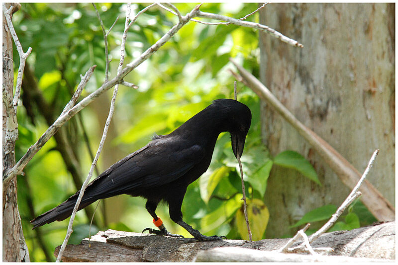 Corbeau calédonien