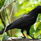 Corbeau calédonien