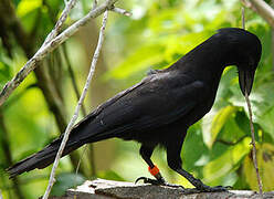Corbeau calédonien