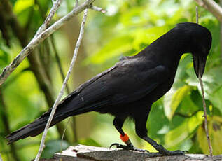 Corbeau calédonien