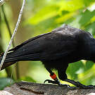 Corbeau calédonien