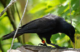 New Caledonian Crow