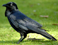 Australian Raven