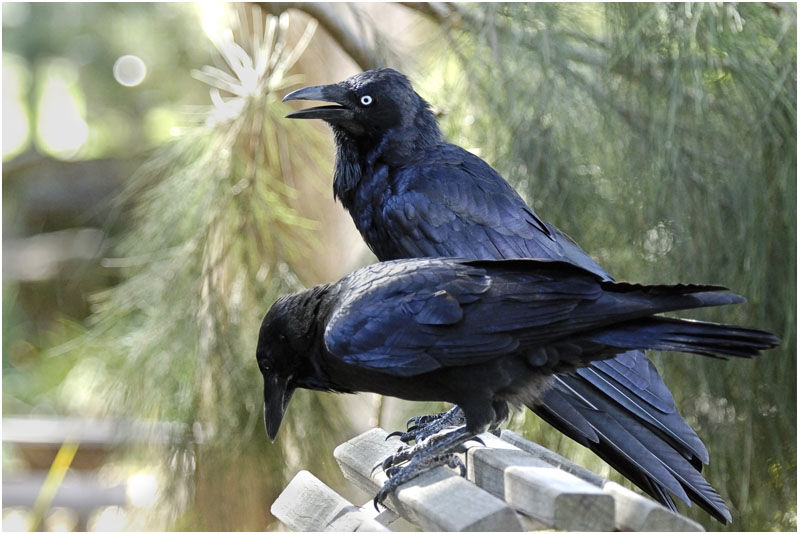 Australian Ravenadult