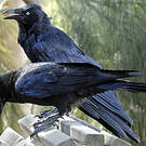 Corbeau d'Australie