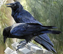 Australian Raven