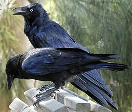 Corbeau d'Australie