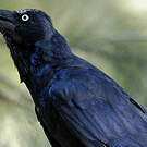 Corbeau d'Australie