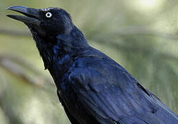 Australian Raven