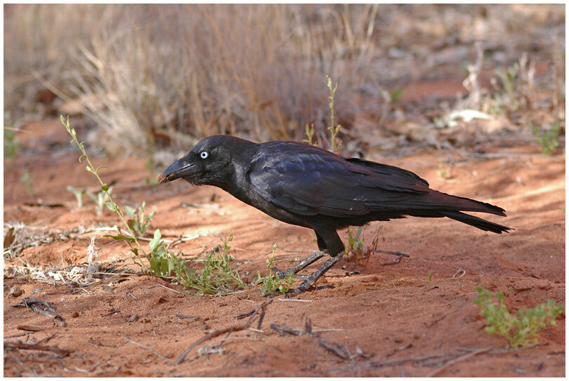 Corbeau d'Australie