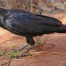 Corbeau d'Australie