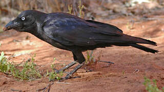 Australian Raven