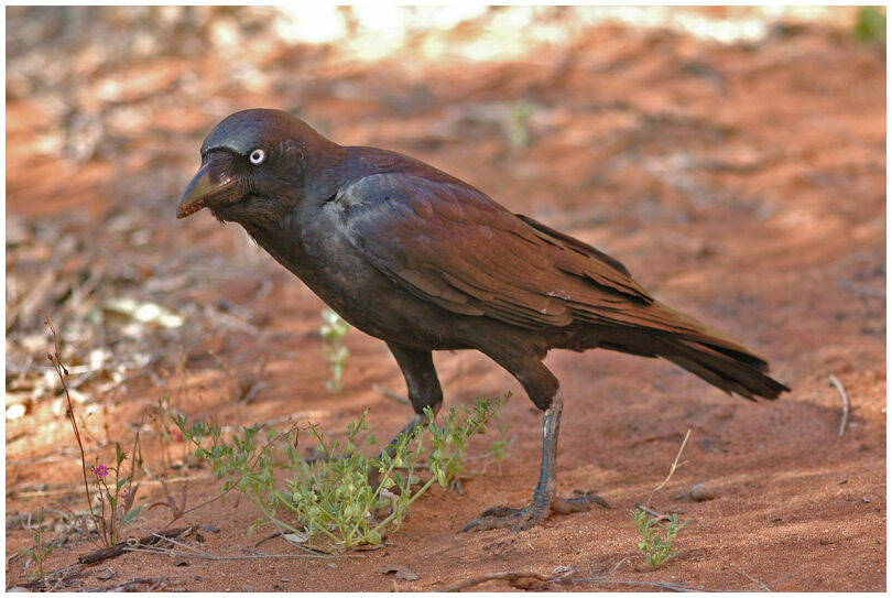 Corbeau d'Australie