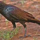 Corbeau d'Australie