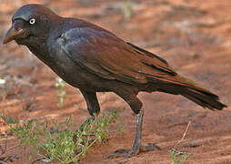 Corbeau d'Australie