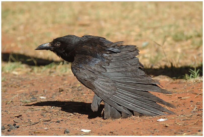 Corbeau d'Australie