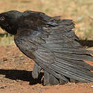 Corbeau d'Australie