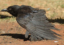 Corbeau d'Australie