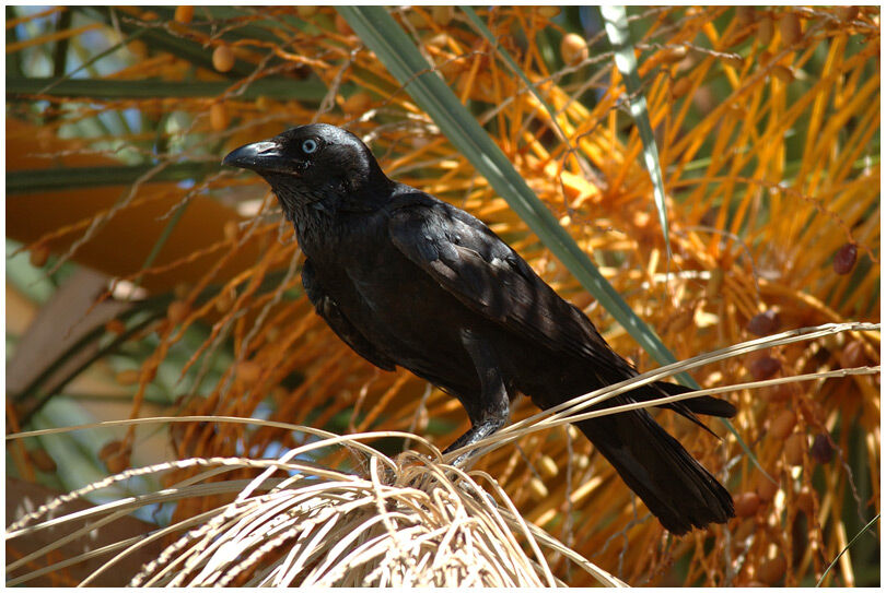 Corbeau d'Australie