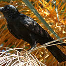 Corbeau d'Australie