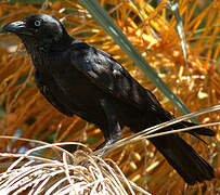 Corbeau d'Australie