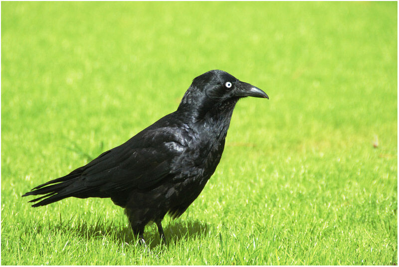 Australian Ravenadult