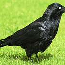 Corbeau d'Australie