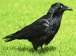 Australian Raven