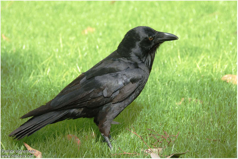 Corbeau d'Australieimmature, identification