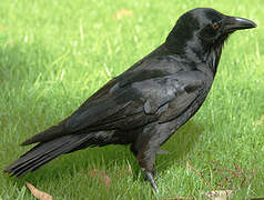 Australian Raven