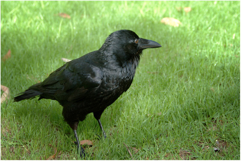 Corbeau d'Australieimmature