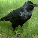 Corbeau d'Australie
