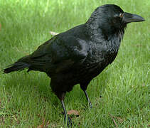 Australian Raven