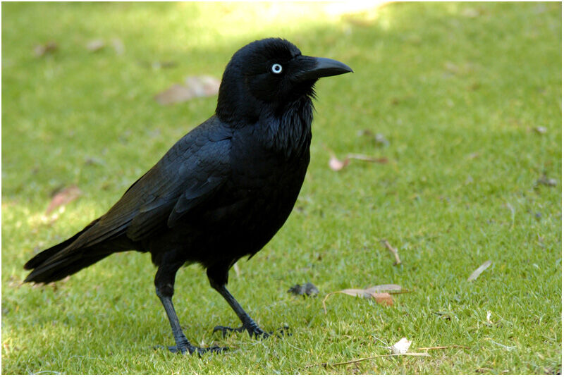 Australian Ravenadult