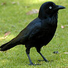 Corbeau d'Australie