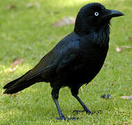 Australian Raven